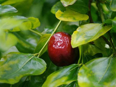 なつめの木 風水|ナツメ(棗)の花言葉｜花や実の特徴、効能は？｜ 